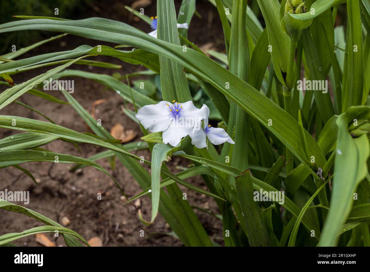close up of a white Widows Tears blossom in the garden Stock Photo