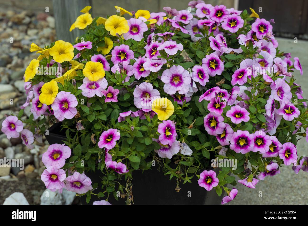 planter full of yellow and purple Million Bells blossoms Stock Photo