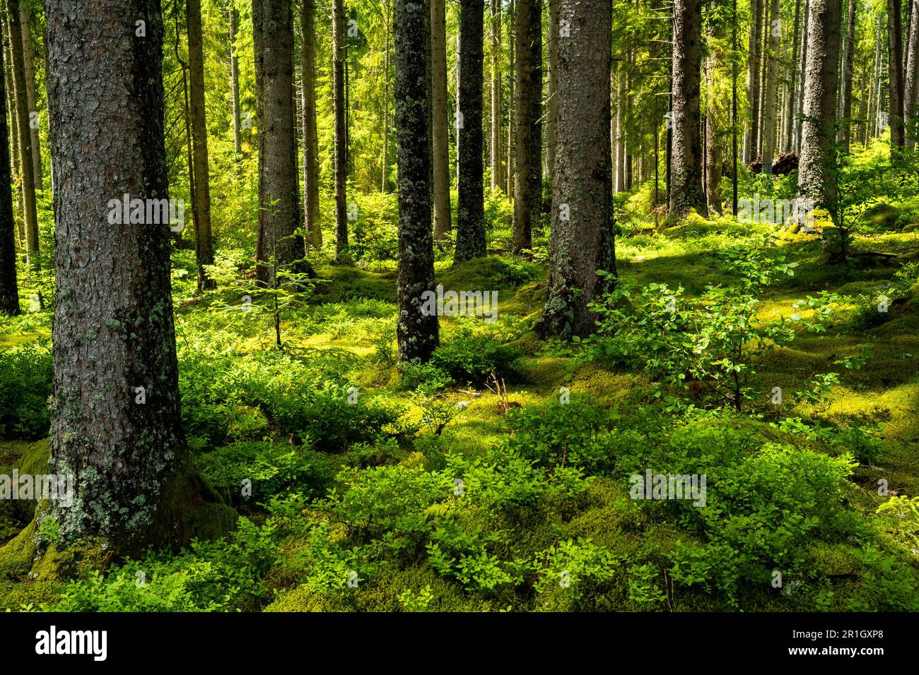 A beautiful forest with the sun shining in. The forest floor is covered with lots of plants, blueberries among them. Black Forest, Germany. Stock Photo