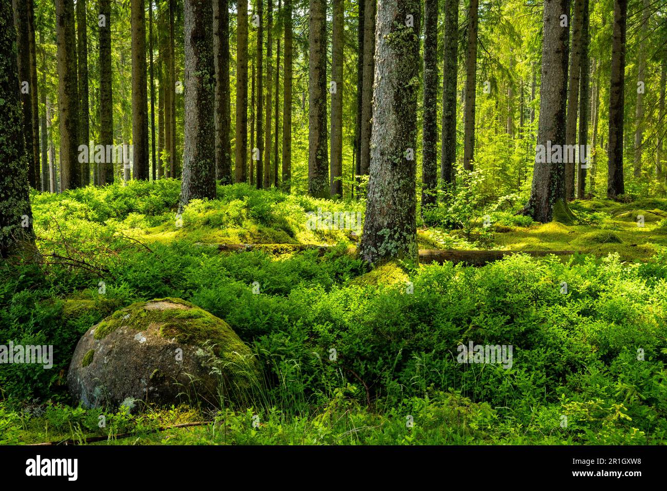 A beautiful forest with the sun shining in. The forest floor is covered with lots of plants, blueberries among them. A rock in front. Black Forest, Ge Stock Photo