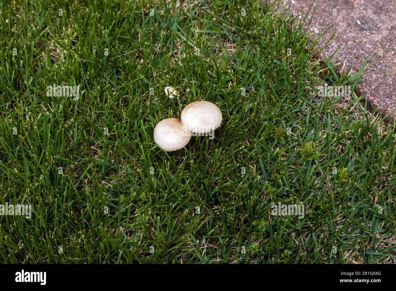 fairy ring mushrooms or toadstools growing in the yard Stock Photo