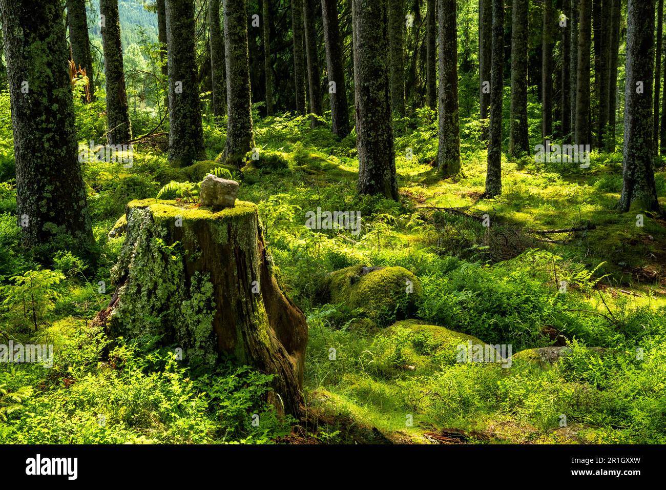 A beautiful forest with the sun shining in. The forest floor is covered with lots of plants. A tree stump in front. Black Forest, Germany. Stock Photo