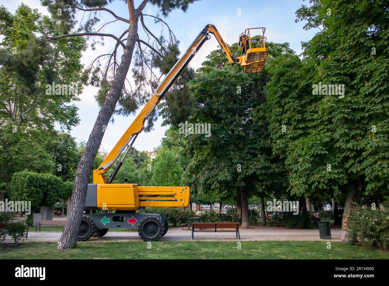Crane machine for cutting branches. Spruce tree care on high in park. Arborist, surgeon, arboriculturist. Arboriculture, cultivation woody plants in d Stock Photo