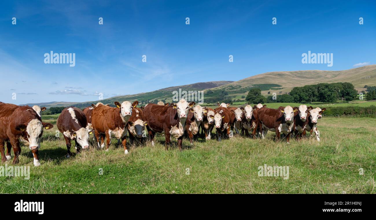 Herd of pedigree Hereford cattle on upland pasture land, Cumbria, UK. Stock Photo