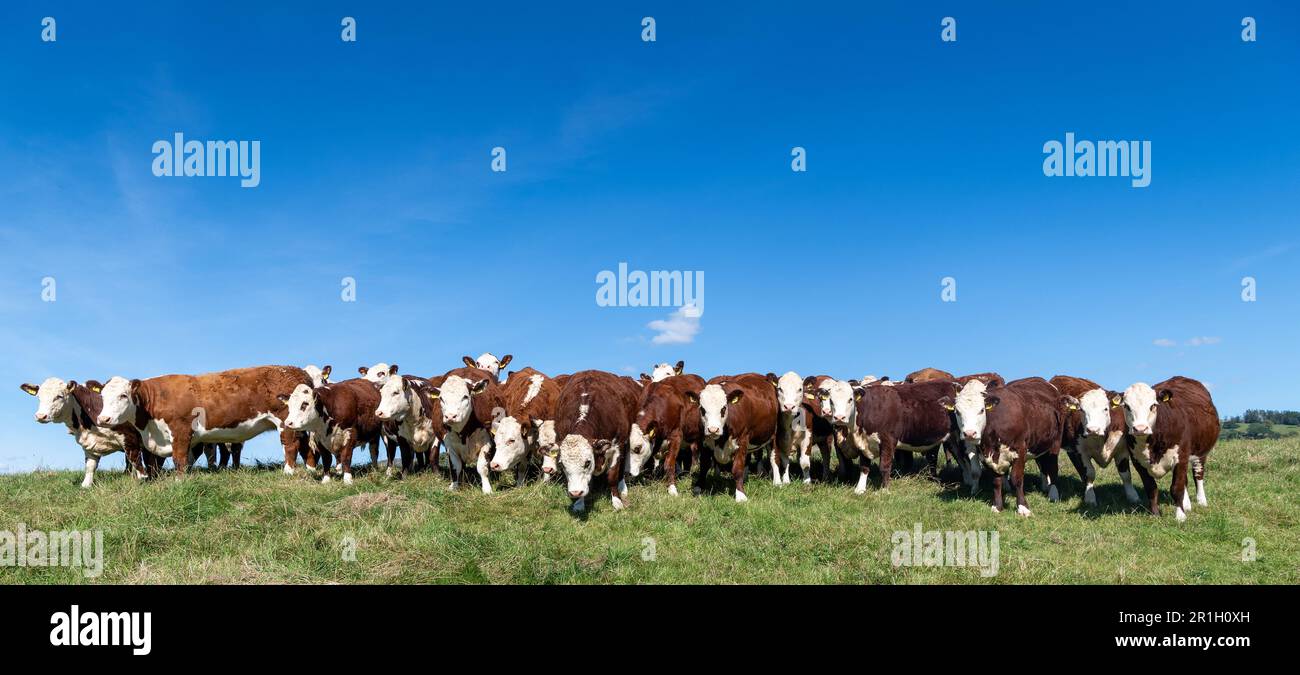 Herd of pedigree Hereford cattle on upland pasture land, Cumbria, UK. Stock Photo