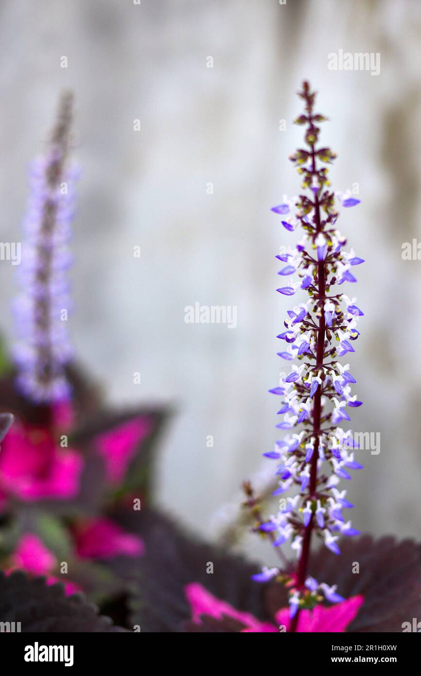 Plectranthus scutellarioides or Solenostemon or Coleus flower shallow focus on concrete wall background. Stock Photo