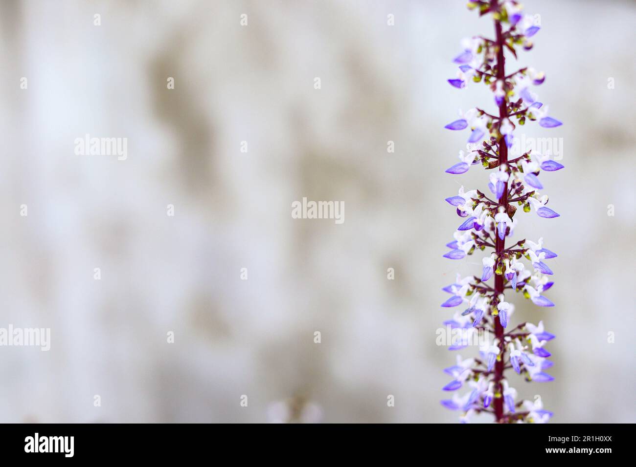 Close up of Plectranthus scutellarioides or Solenostemon or Coleus flower shallow focus on concrete wall background. Stock Photo