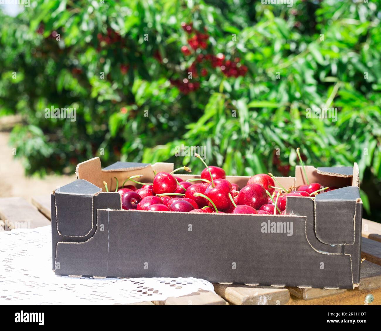ripe juicy cherries in black cardboard box on table in garden cherry trees Stock Photo