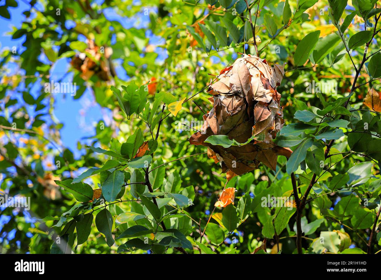 Big ant nest made from leaves on a tree Stock Photo Alamy