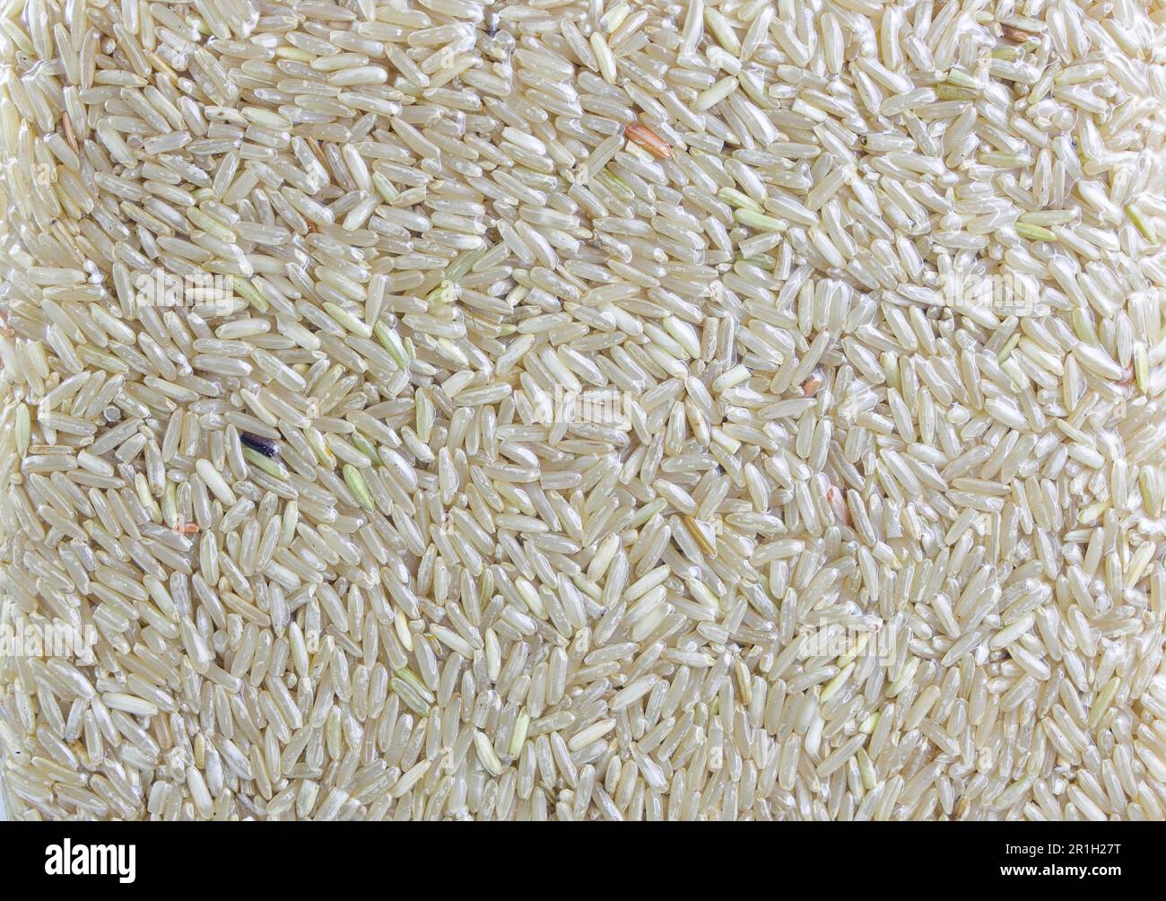 Close up brown Rice in transparent plastic vacuum sealed bag isolated