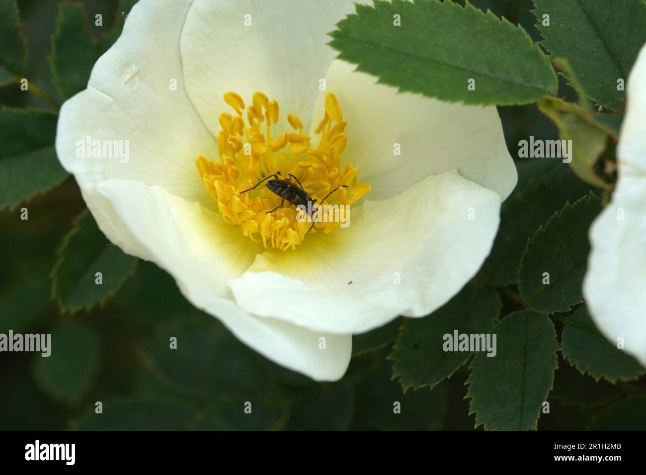Hagebuttenblüte mit kleinem Käfer Stock Photo