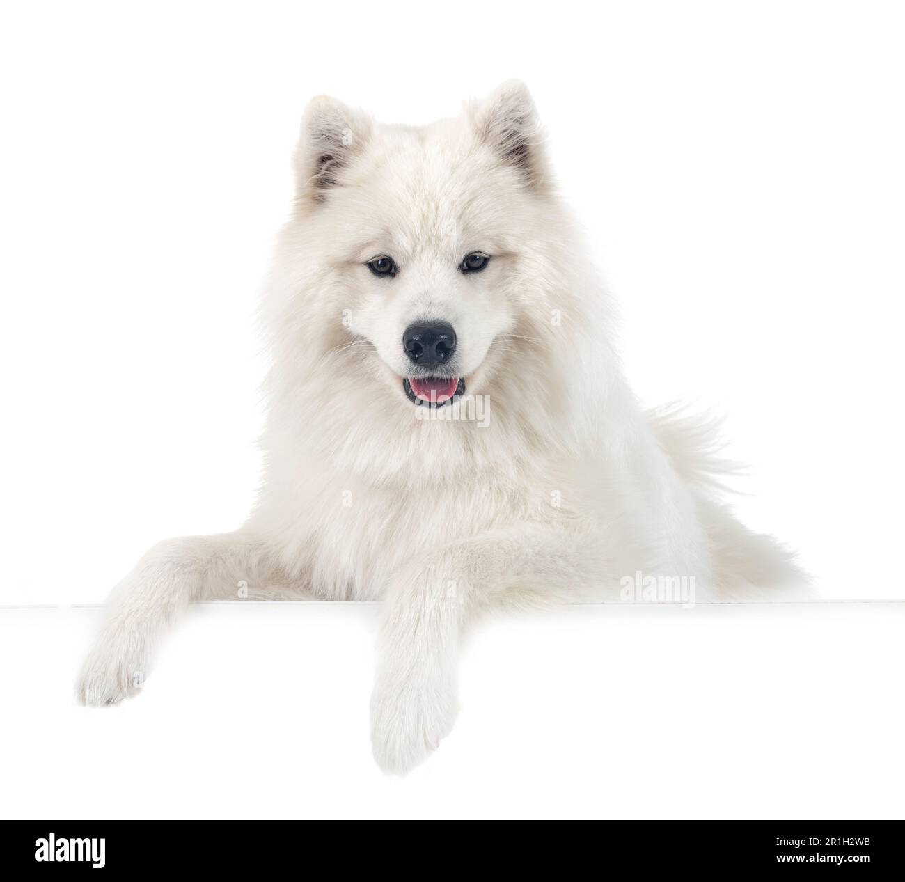 Samoyed Front samoyed dog in front of white background Stock Photo - Alamy