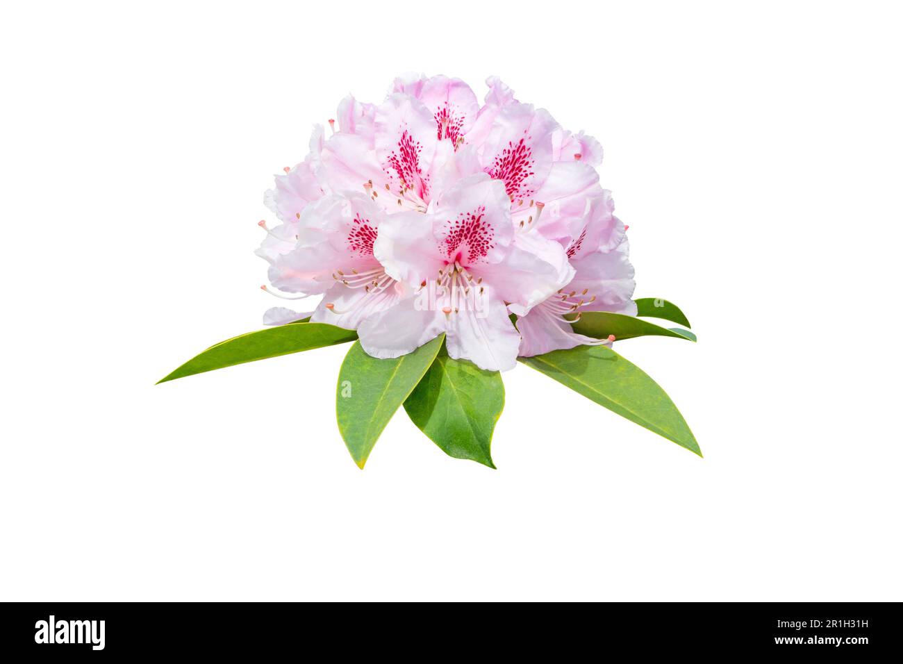 Rhododendron pale pink flowers and leaves isolated on white Stock Photo