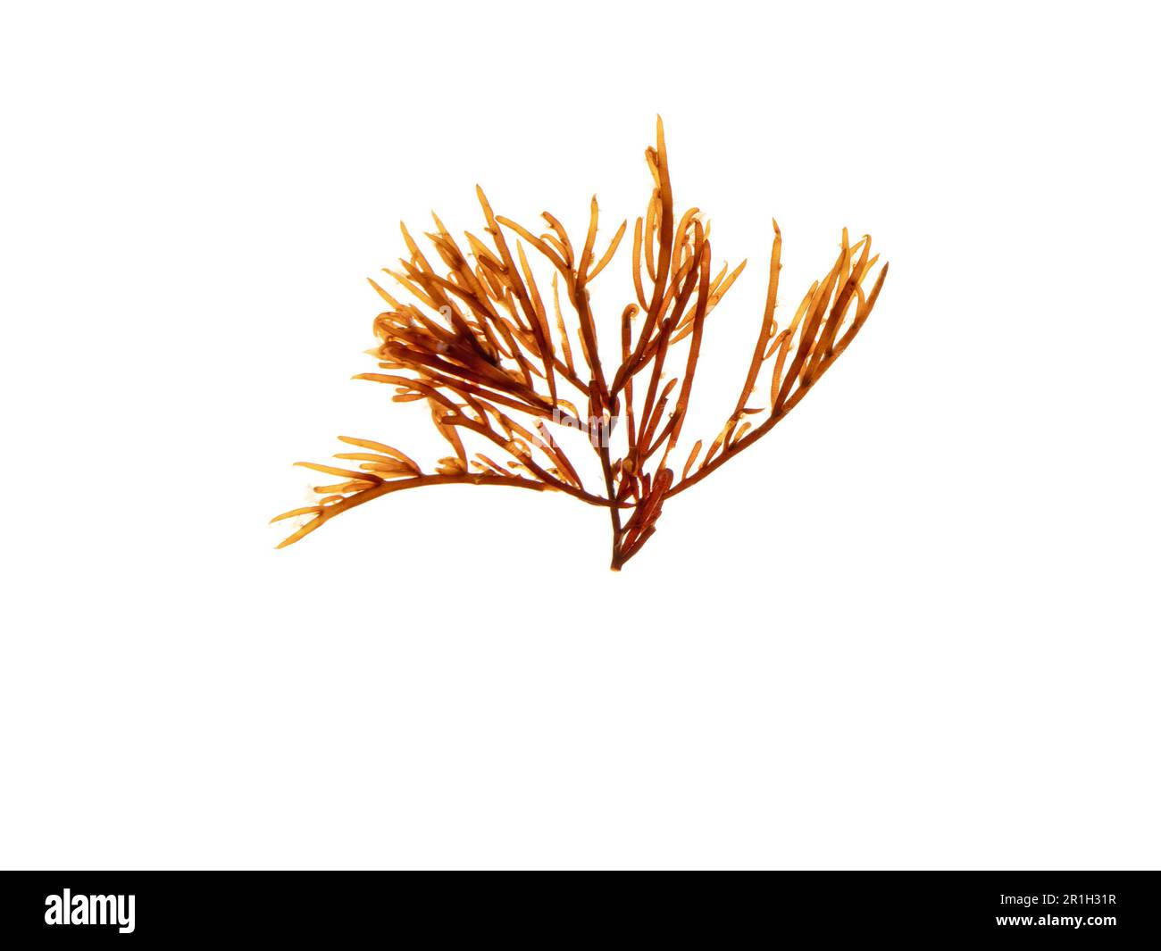 Brown algae branch isolated on white. Brown seaweed. Stock Photo