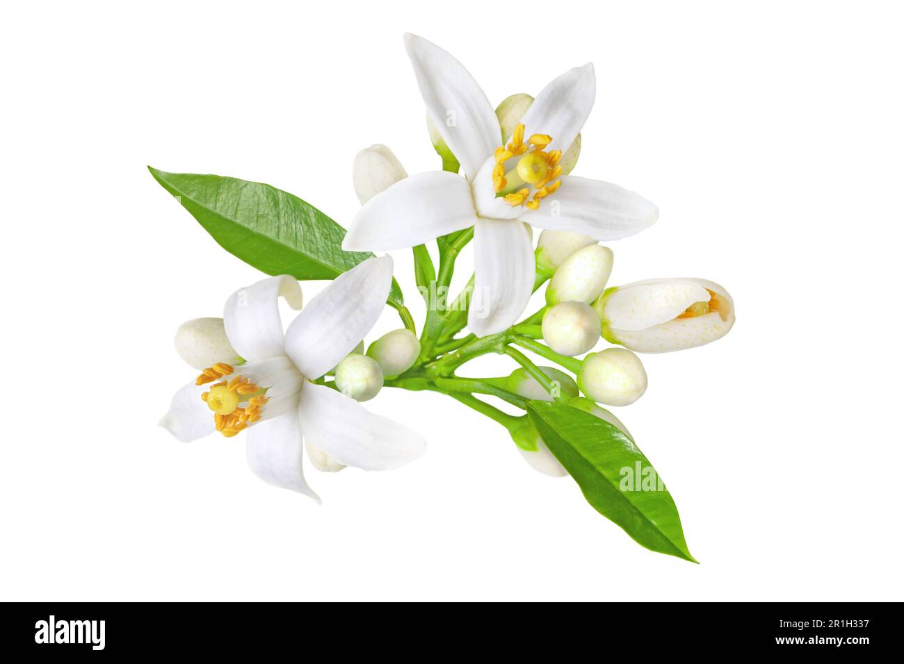 Neroli blossom. Citrus bloom. Orange tree white flowers, buds and leaves bunch isolated on white. Stock Photo
