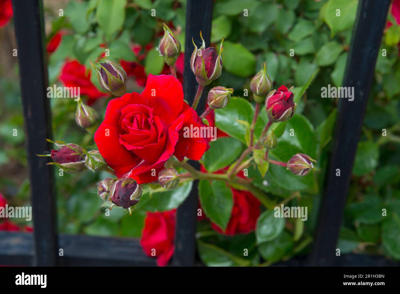 Red rose with buds. Stock Photo