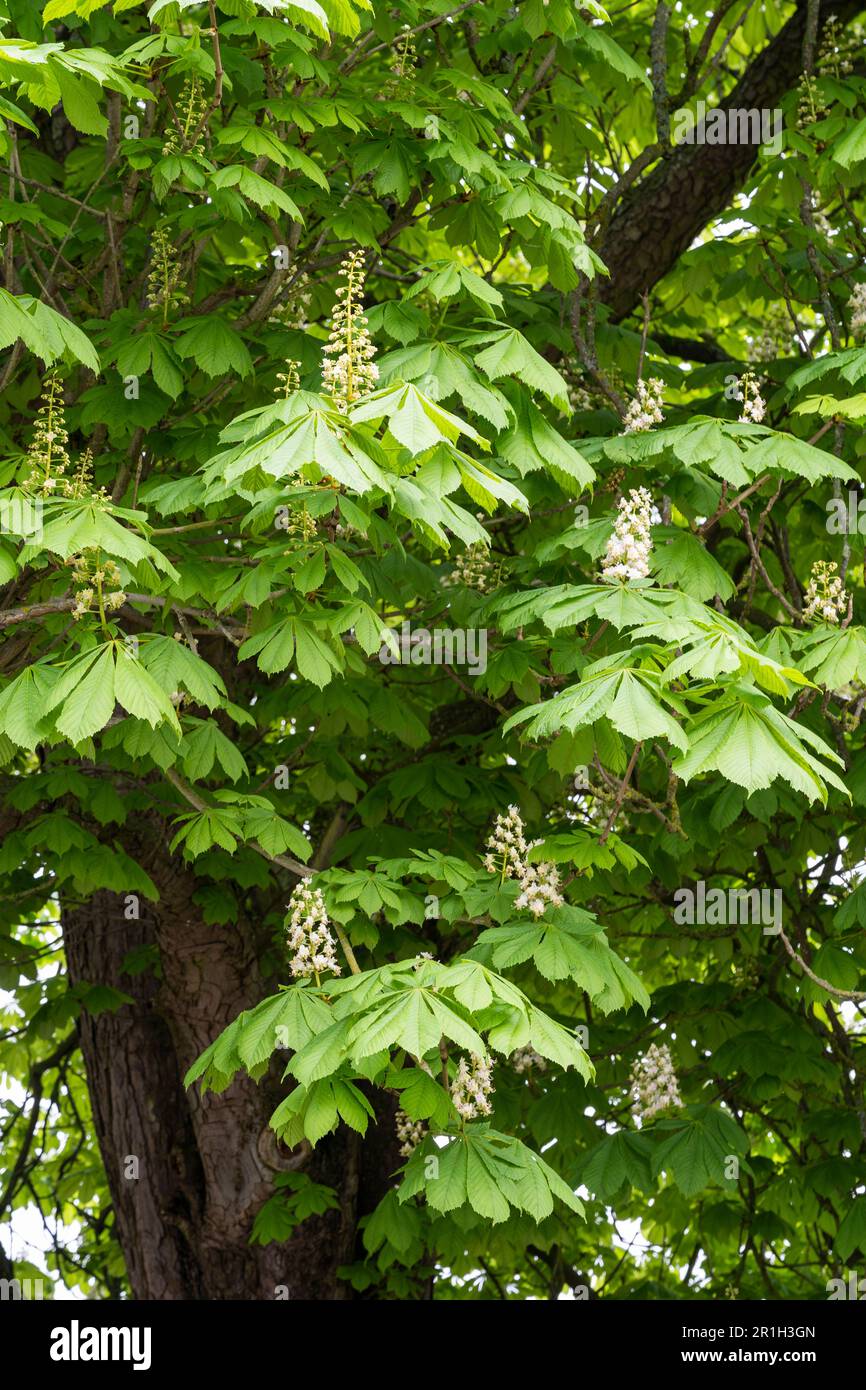 Horse chestnut tree with white flowers blooming in May. Hippocastanum, is a species of flowering plant in the family Sapindaceae. England Stock Photo
