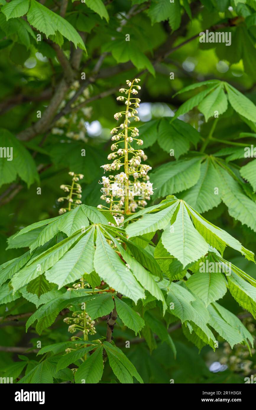 Horse chestnut tree with white flowers blooming in May. Hippocastanum, is a species of flowering plant in the family Sapindaceae. England Stock Photo