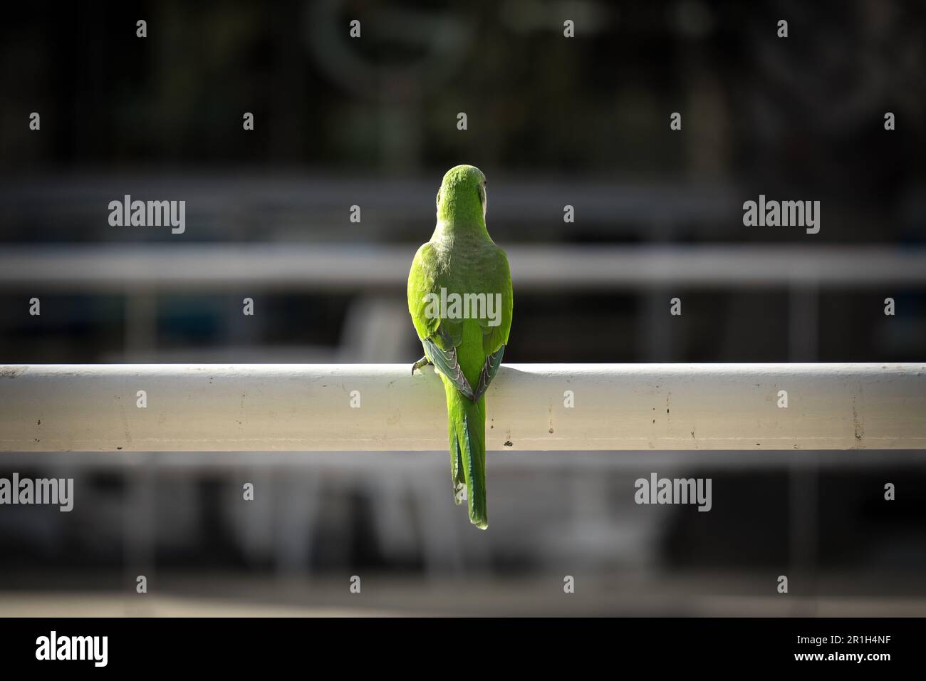 Symmetrical back portrait of a Green parrot - a.k.a. Monk Parakeet - sitting on a railing in Parque de Málaga, Spain Stock Photo