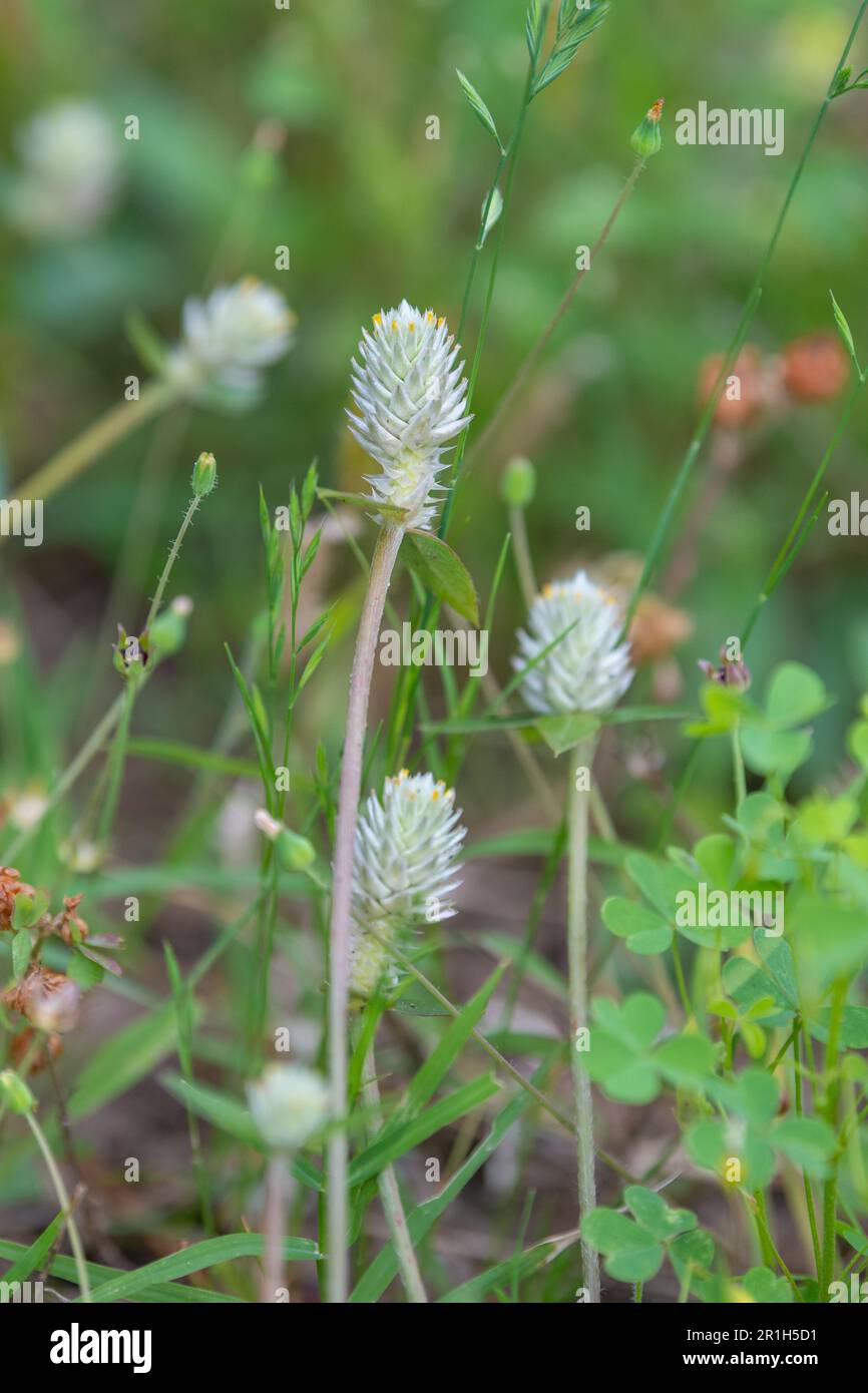 Closeup of Gomphrena weed, Gomphrena celosioides, showing the white flower's yellow tips. Stock Photo