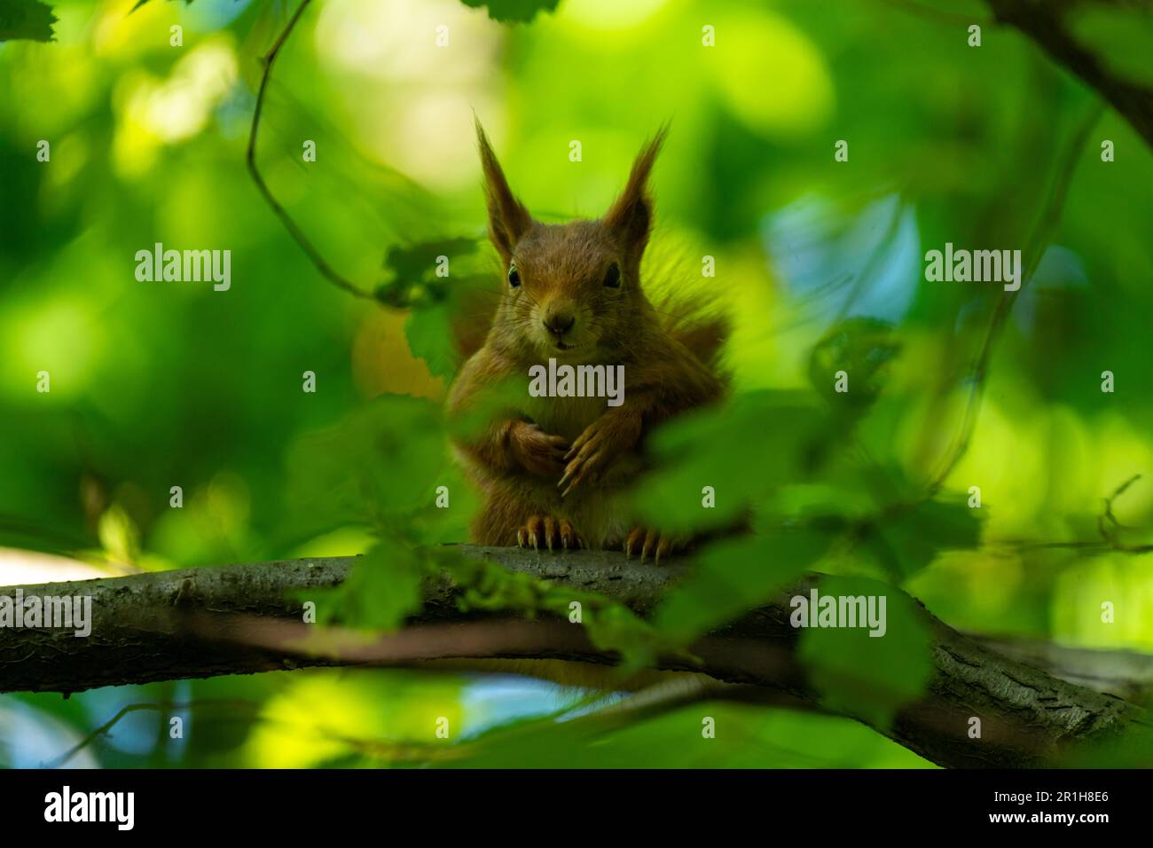 Squirrel sitting on a tree branch Stock Photo