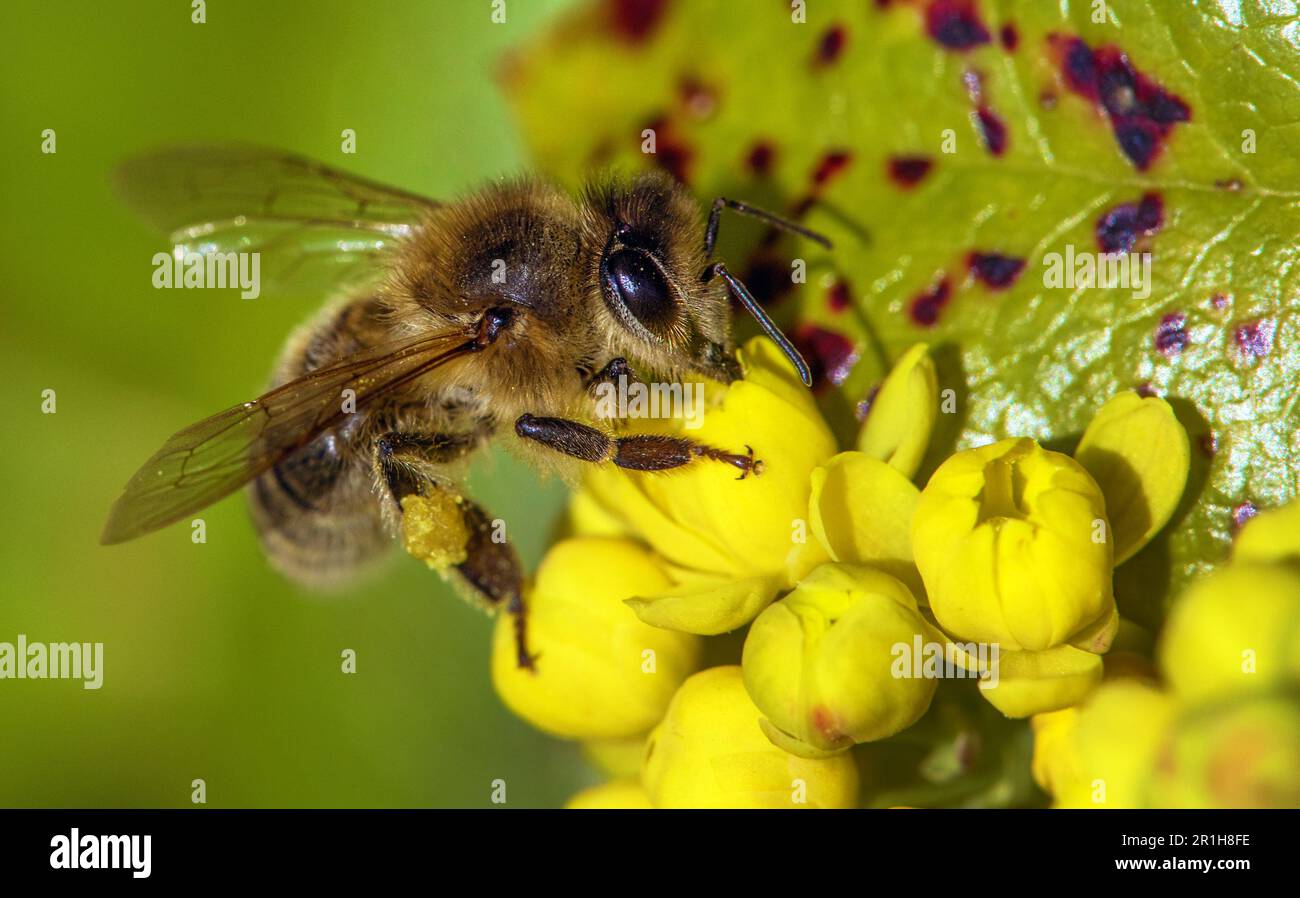 detail of bee or honeybee in Latin Apis Mellifera, european or western honey bee sitting on the yellow flower Stock Photo