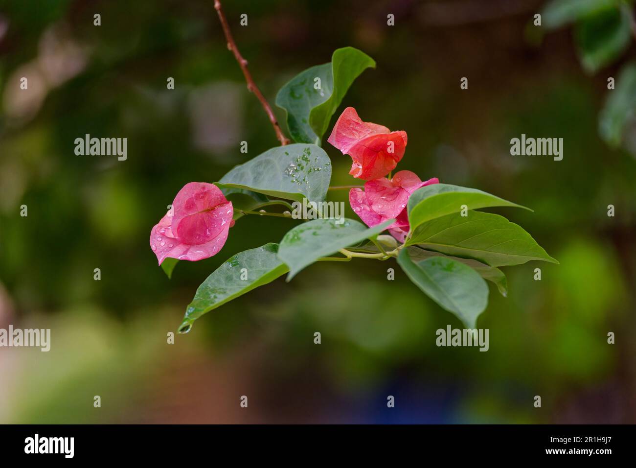 Beautiful green and pink plant with bokeh Stock Photo