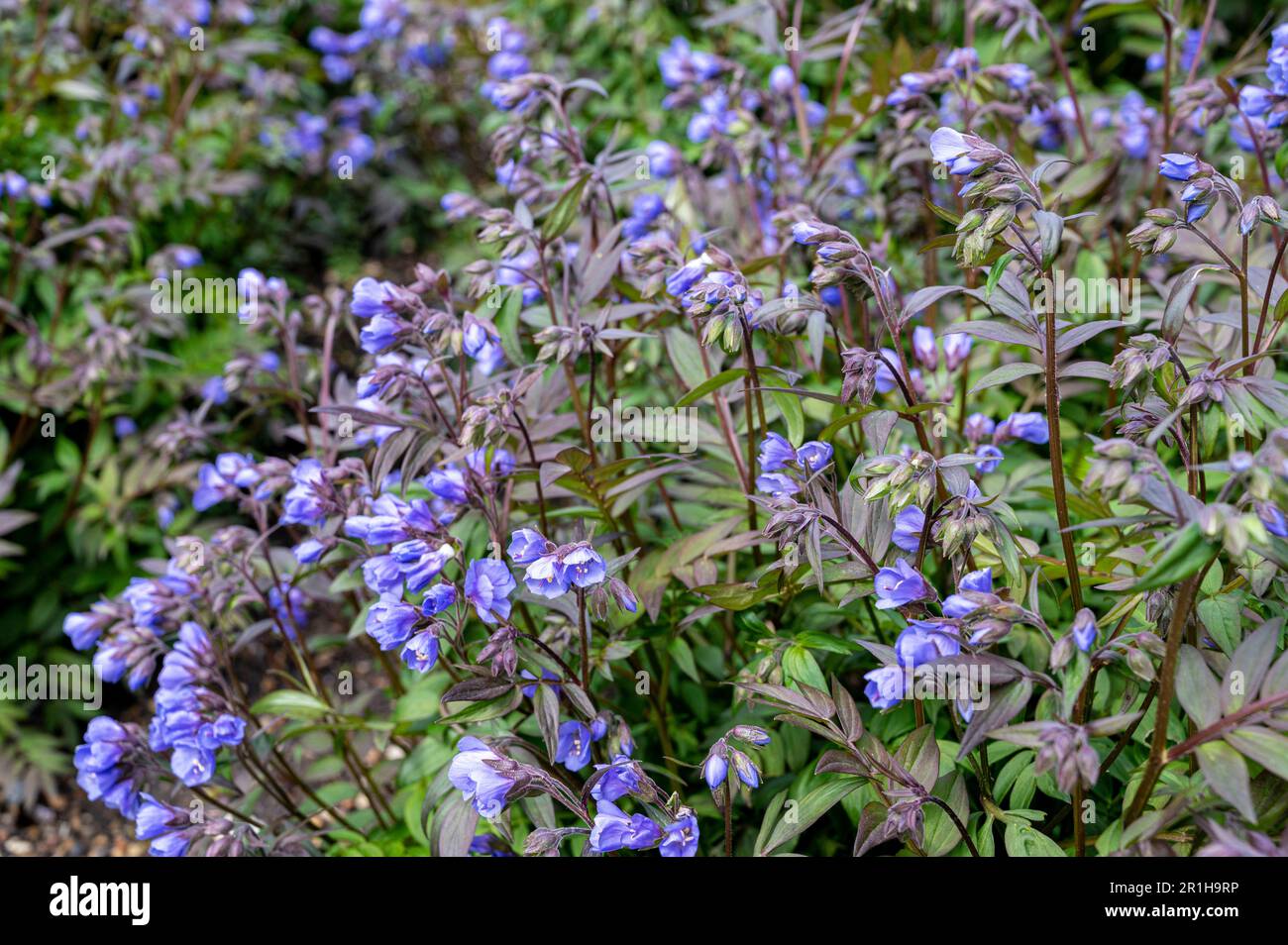 Polemonium heaven scent, Jacobs ladder Heaven Scent, Polemoniaceae. Profusion of purple flowers in late spring. Stock Photo