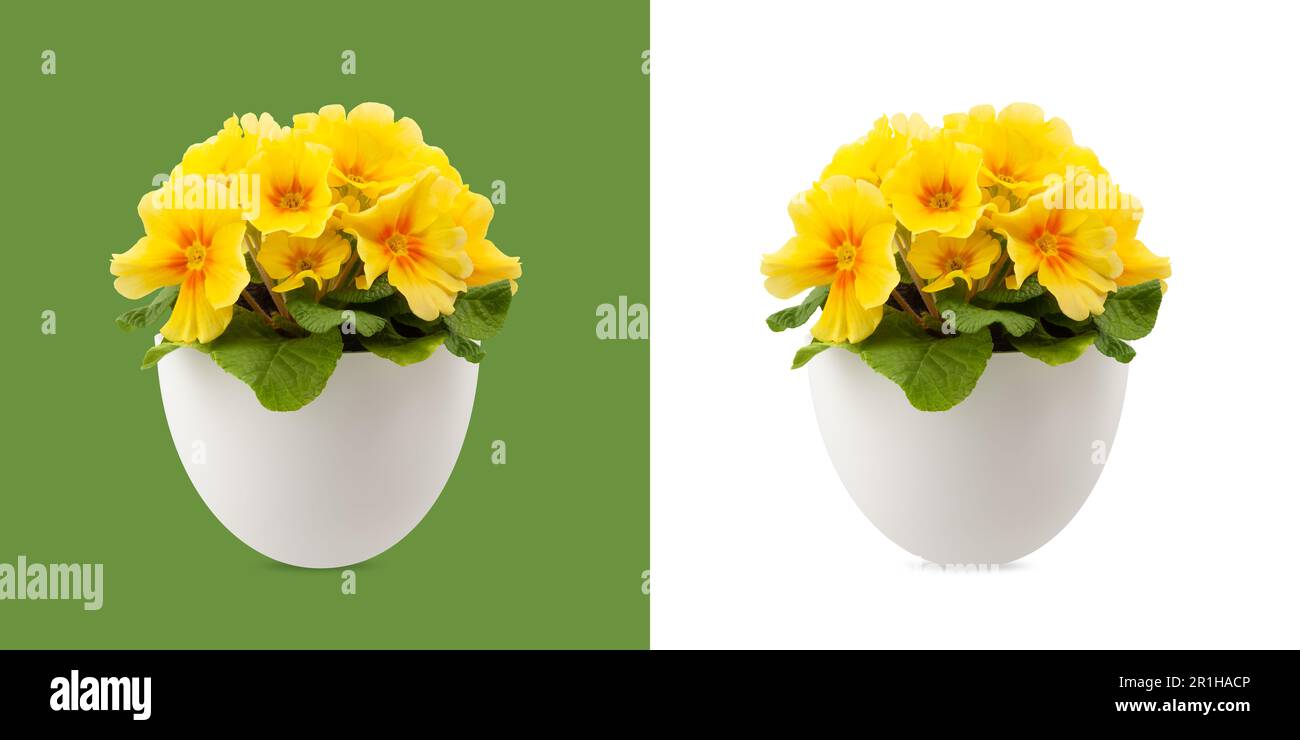 Spring time blossom of yellow Primroses flowers in pot, front view close up isolated on white and green background Stock Photo