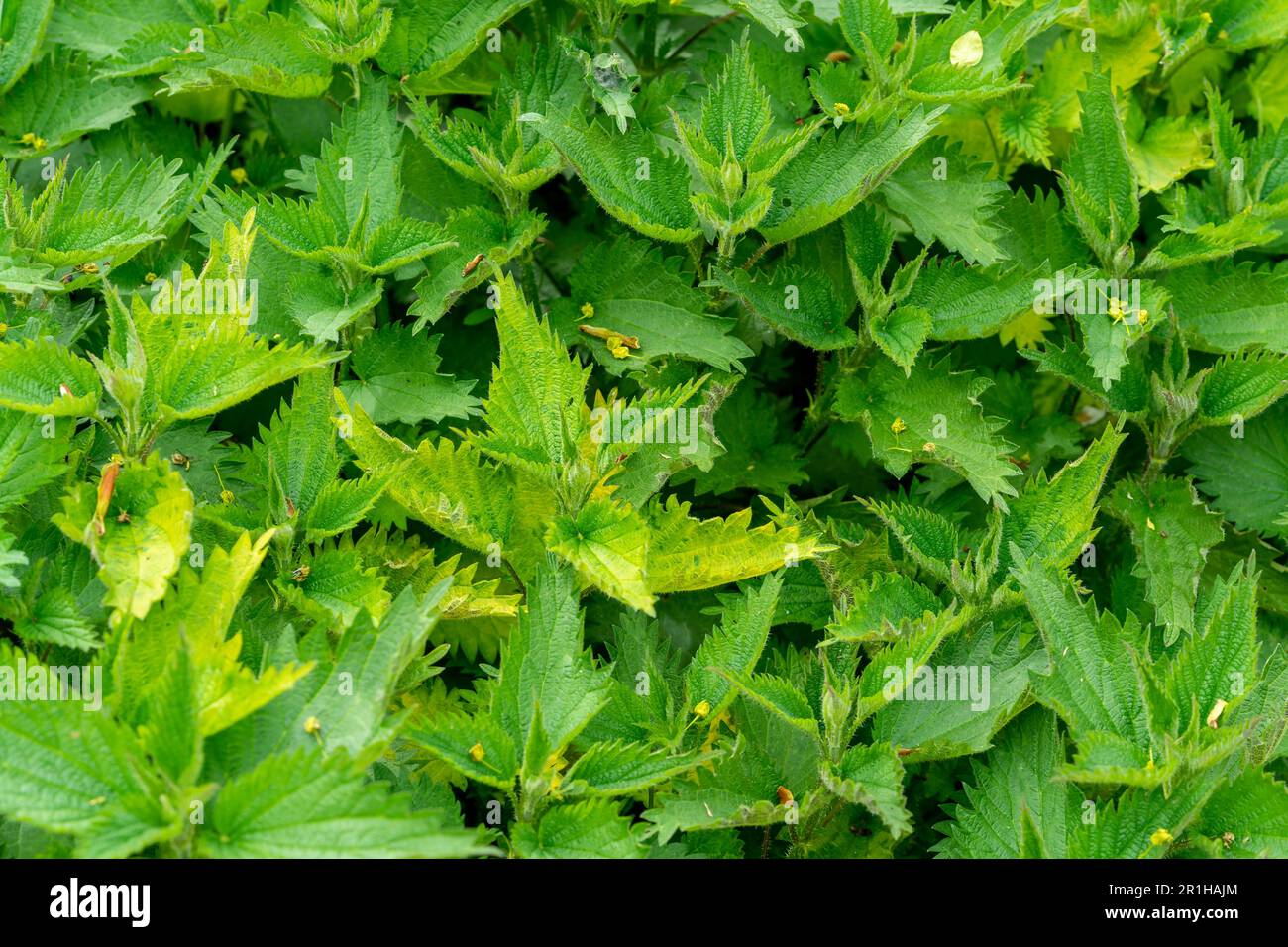 Medicinal plant nettle texture background Stock Photo