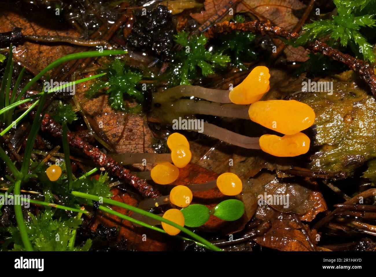 Mitrula paludosa (swamp beacon) is a fungus found in swamps and bogs. It occurs throughout the Northern Hemisphere and is recorded in South Africa. Stock Photo