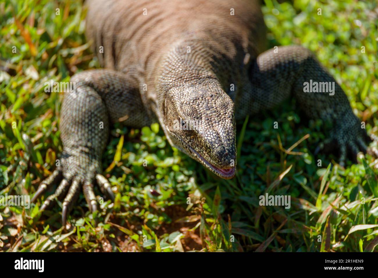 Closeup lizard in Sri Lanka on the grass Stock Photo