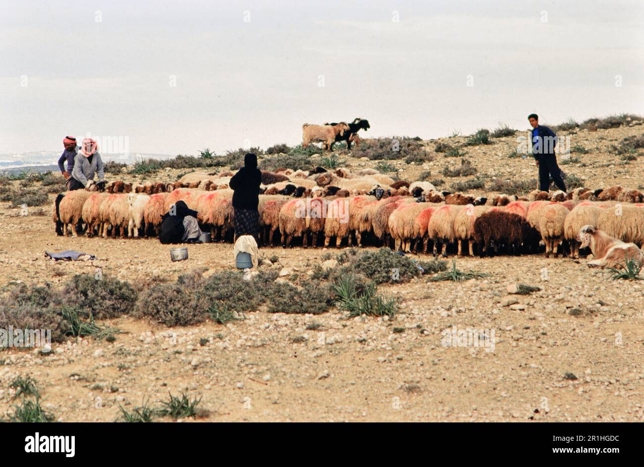 Shepherd In Robe Jordan: Bedouin shepherds in traditional robes and modern dress. Photo ...