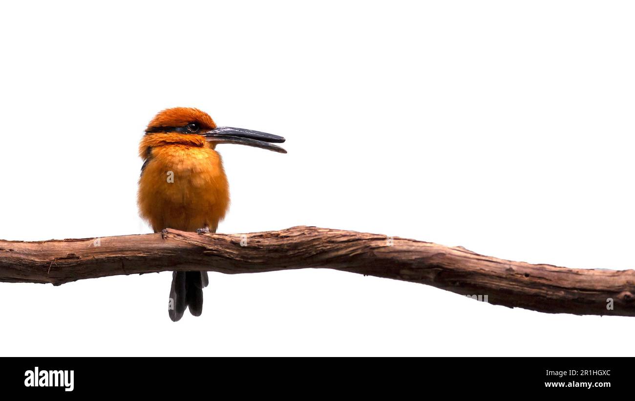 Portrait of a Guam kingfisher sitting on a branch isolated on a white background with room for text Stock Photo