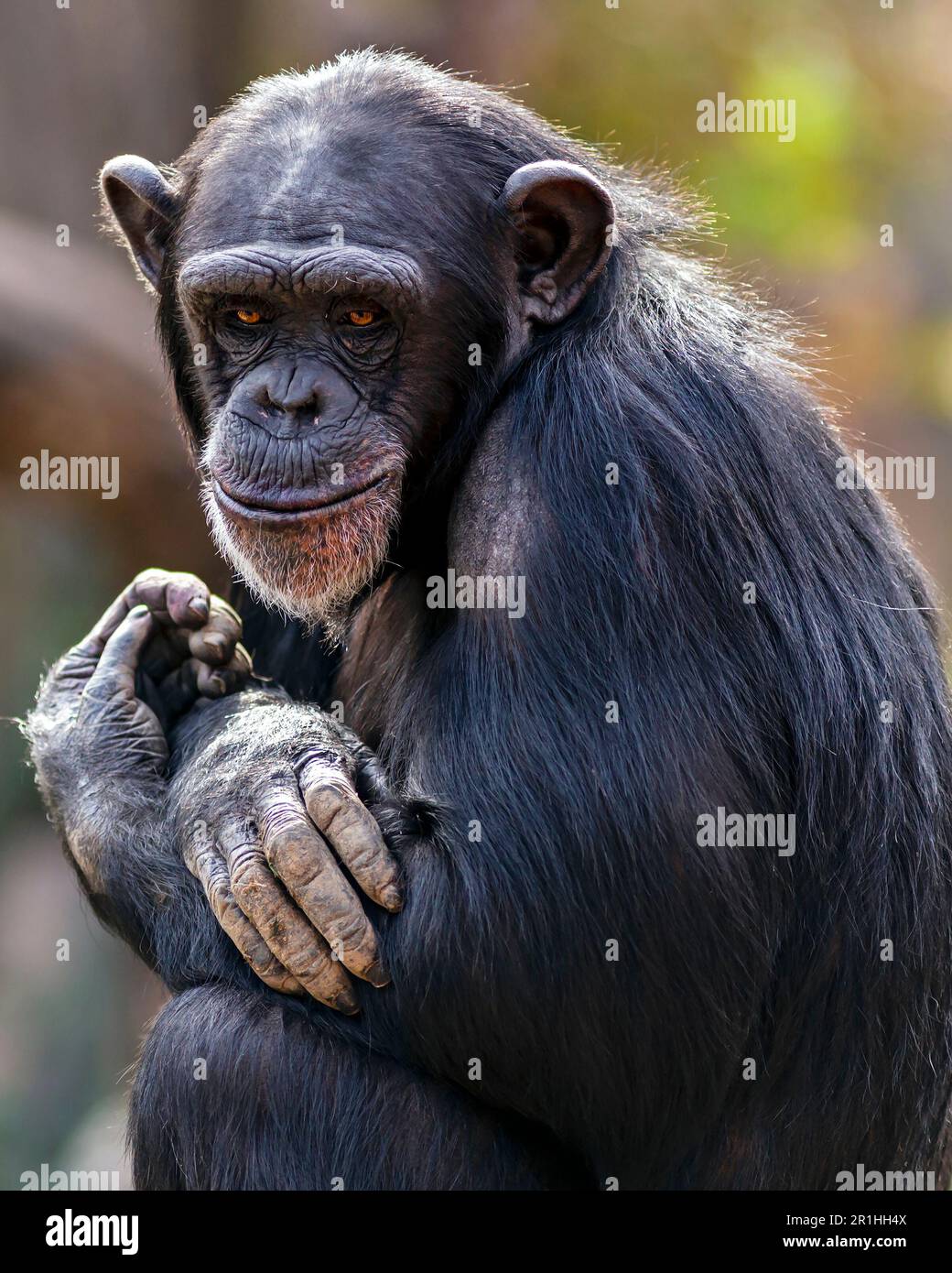 Portrait of a chimpanzee with a smirking expression on its face Stock Photo