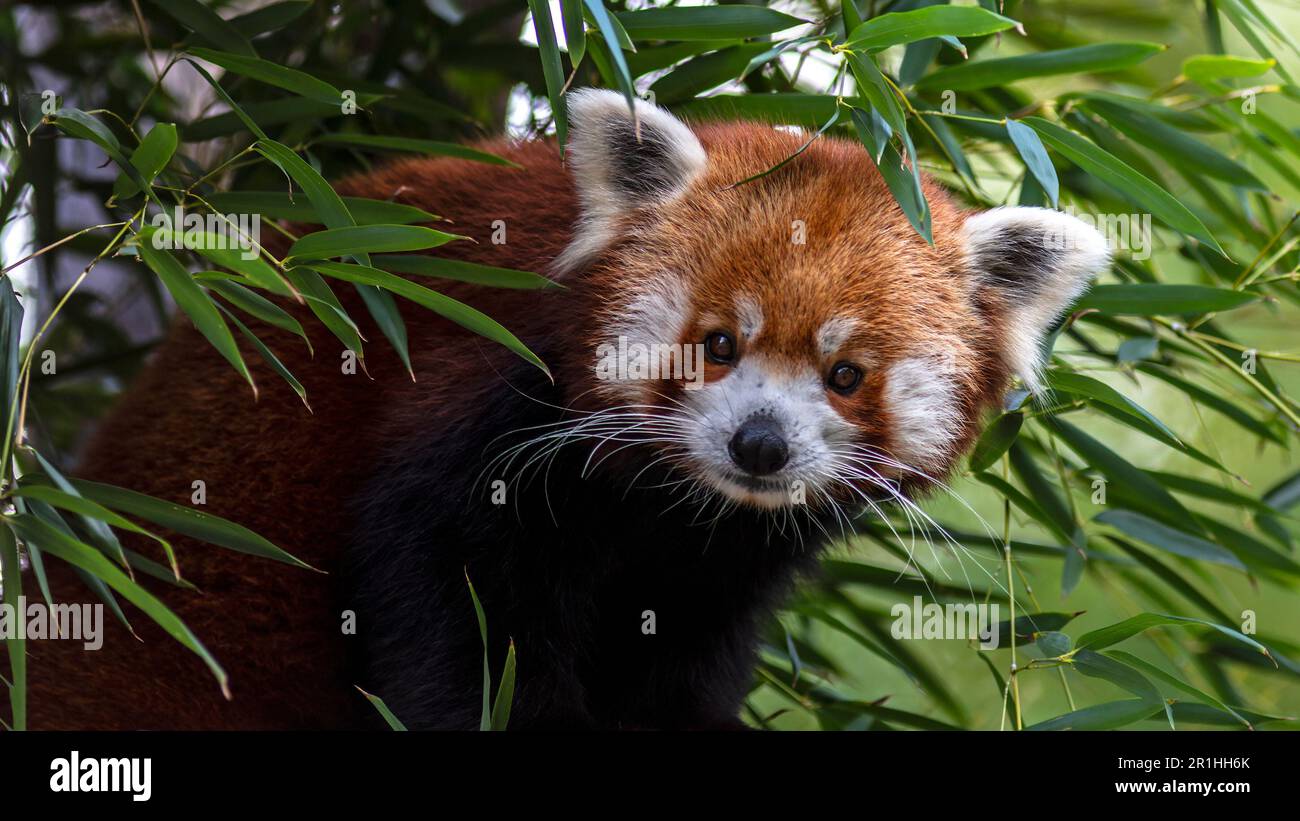 Red panda peering through leaves making eye contact Stock Photo