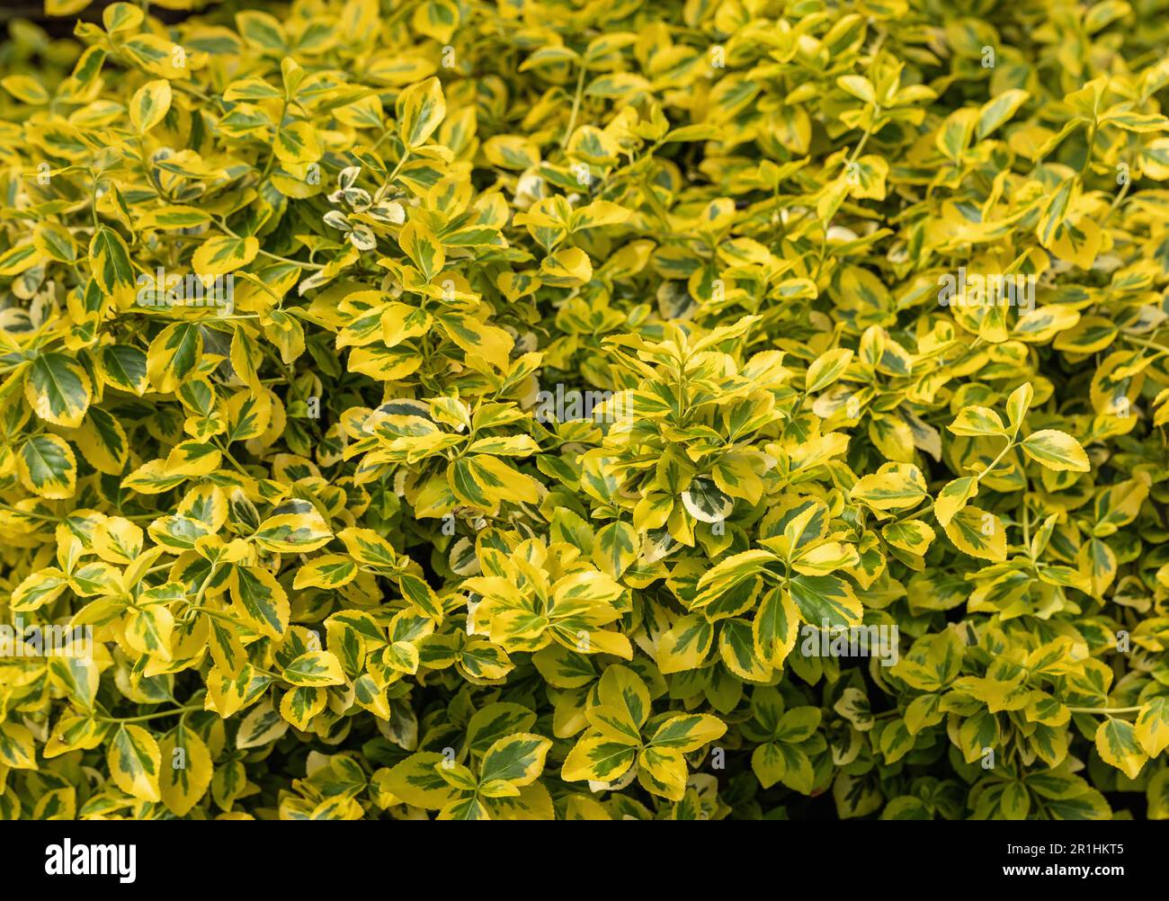 Close up of Euonymus fortunei Emerald 'n' Gold, a dwarf shrub with variegated leaves, England, UK Stock Photo