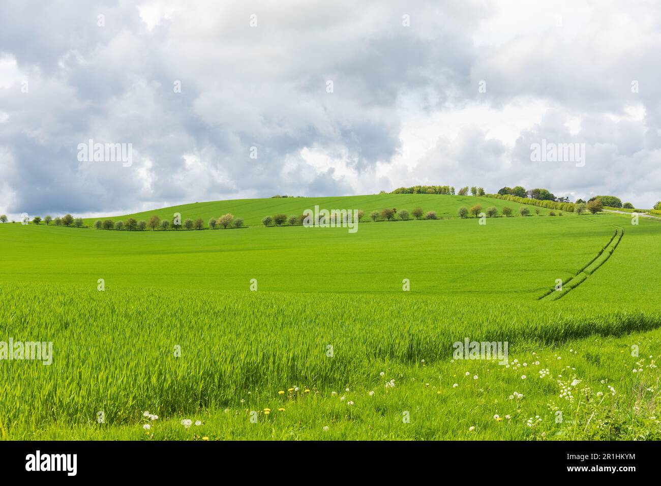 Spring green farmland of the Marlborough Downs. Rural countryside landscape of Wiltshire in May, England, UK Stock Photo