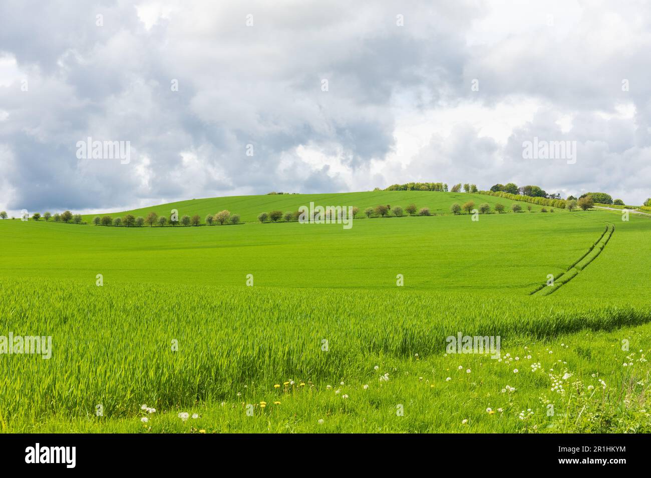 Spring green fields of the Marlborough Downs. Rural countryside ...