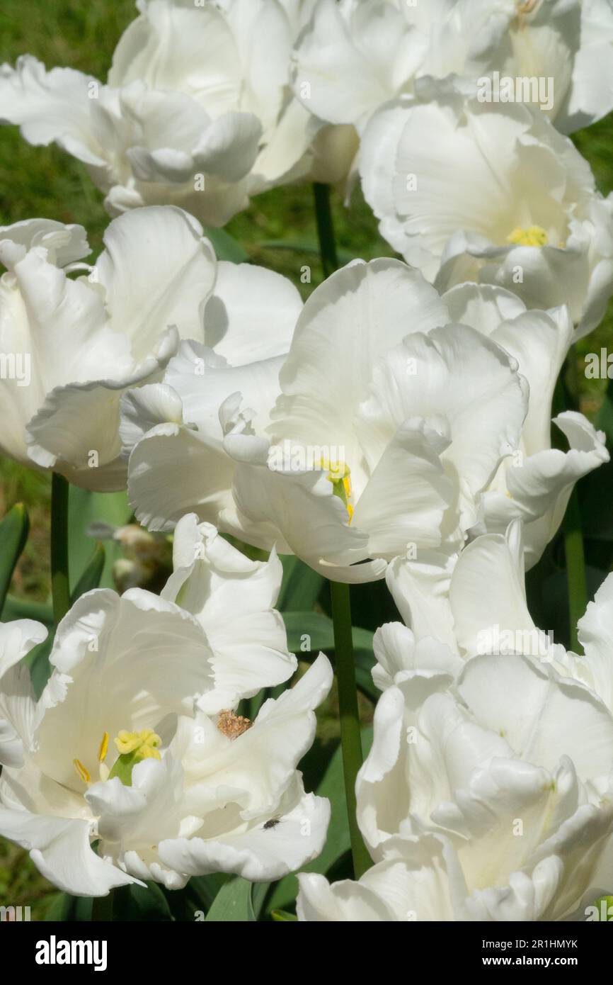Tulips, White Parrot, Tulipa, White, Parrot, Tulip Stock Photo