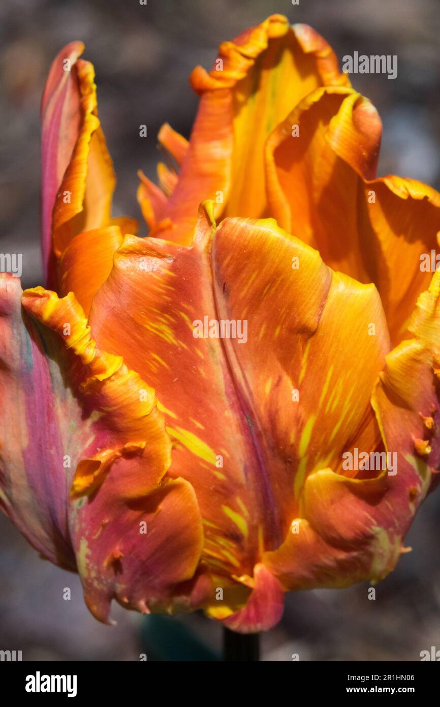 Variety of Prinses Irene Tulips, Princess Irene Parrot tulip flower portrait Stock Photo