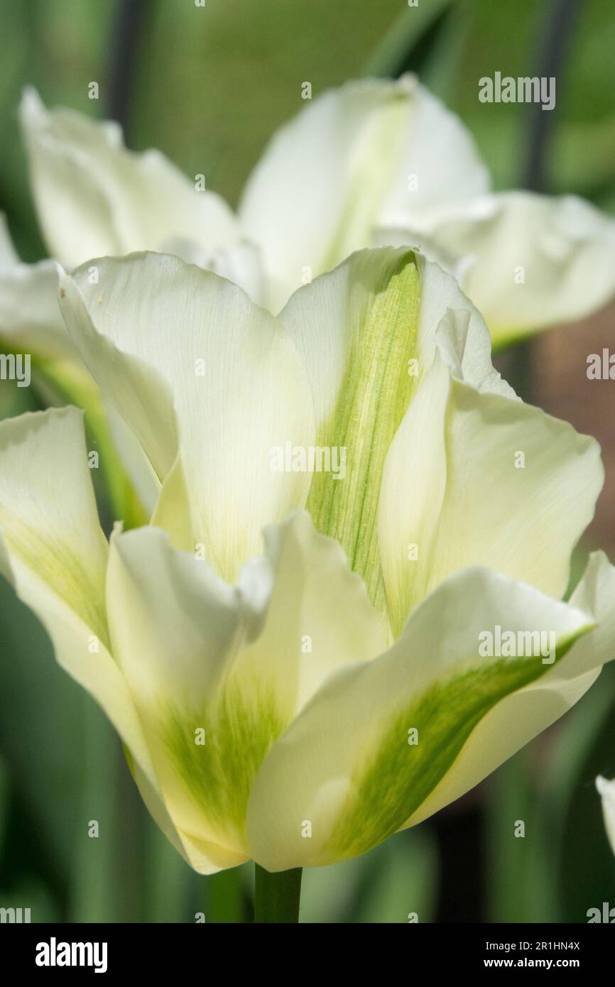 Tulip 'Spring Green', Blooming, Flower, White, Cultivar Stock Photo