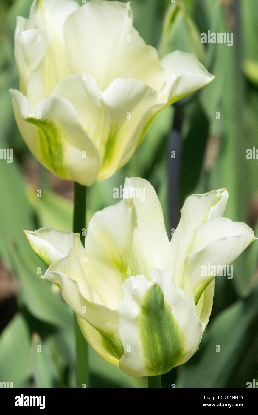 Viridiflora, 'Spring Green' Tulip, White, Tulips, Flower, Plant Stock Photo