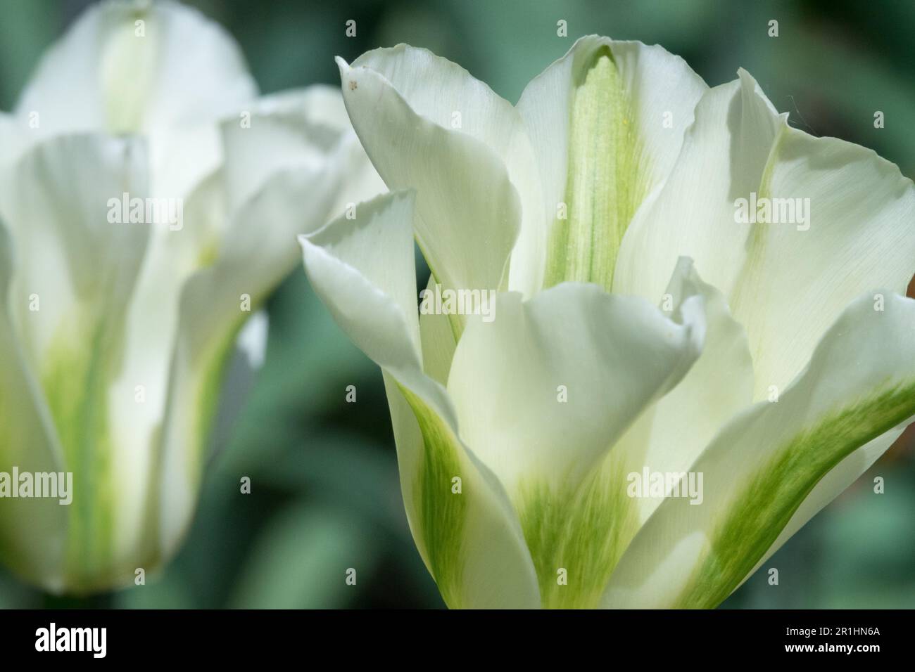 Viridiflora Tulipa 'Spring Green', Tulip 'Spring Green', White Green colour Tulips Stock Photo