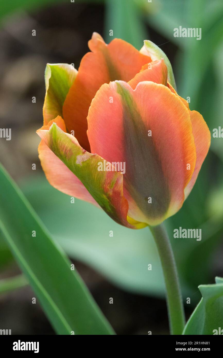 Orange Green Tulip, Portrait, Viridiflora Group, Tulipa 'Golden Artist' Stock Photo