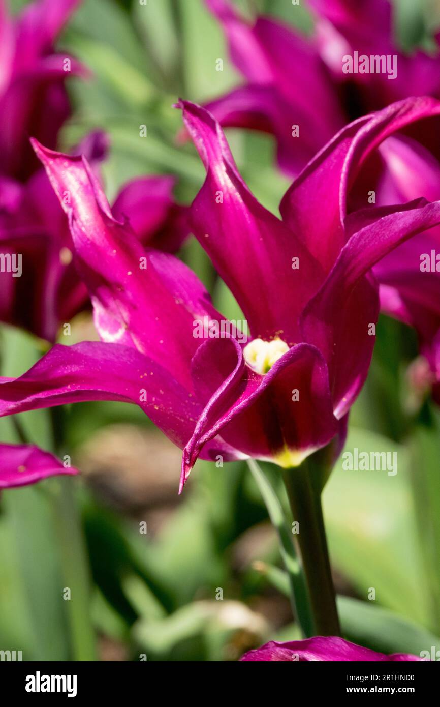 Tulip 'Purple Doll', Flower, Tulipa 'Purple Doll', Lily flowered Stock Photo