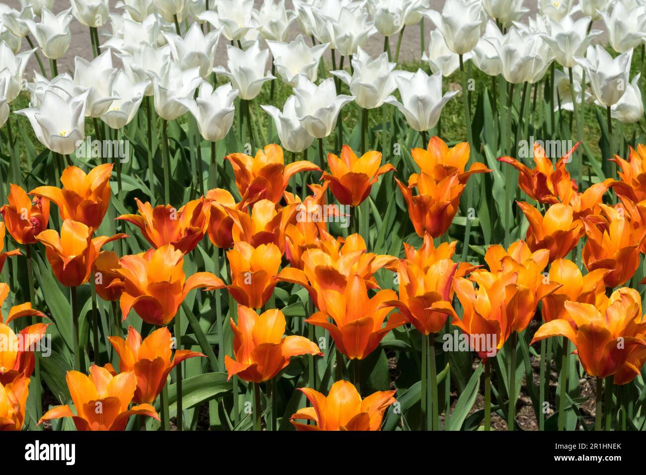Lily-flowered Tulip 'Ballerina' Tulip Orange Cultivar, Display, Flower Bed Garden, Tulipa 'Ballerina' Tulipa 'White Triumphator' Orange White Tulips Stock Photo