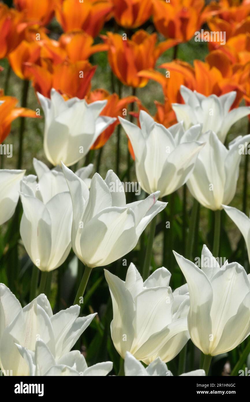 White triumphator tulips hi-res stock photography and images - Alamy