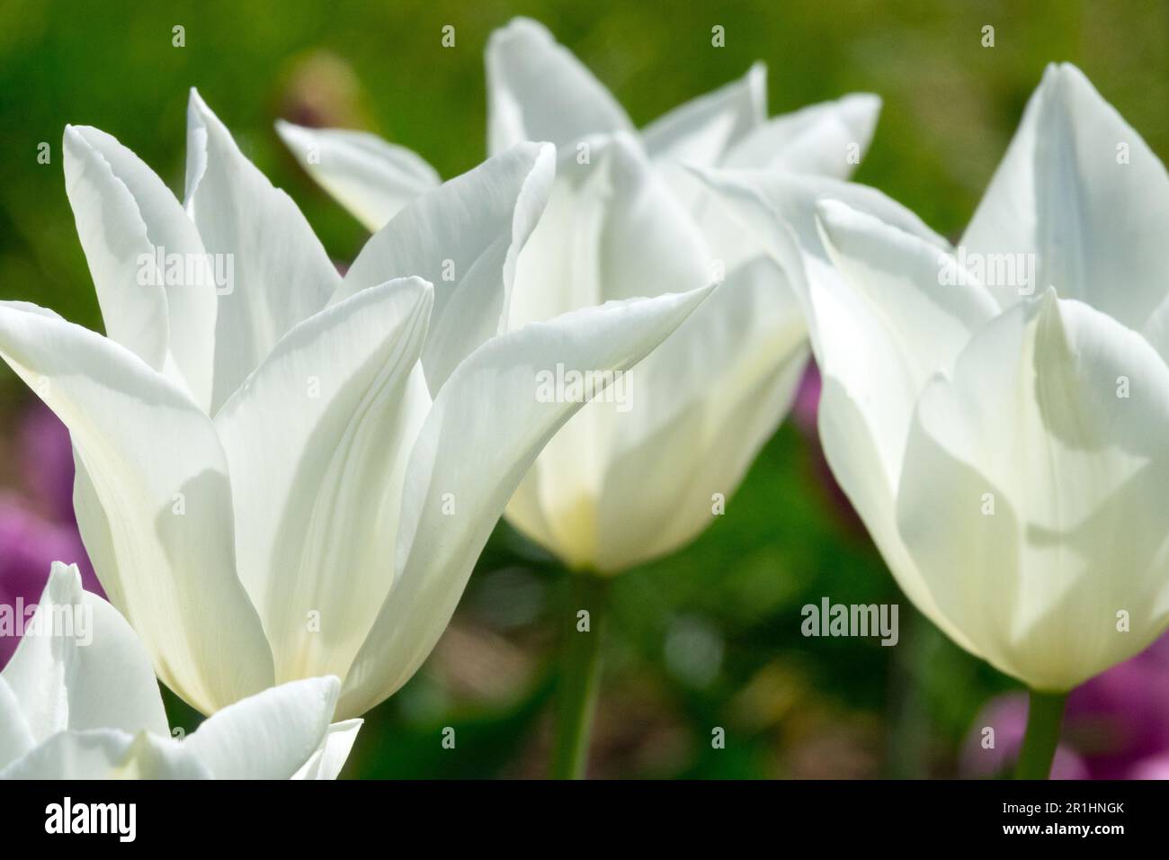 Lily-flowered Tulip, White Tulips, Tulipa 'White Triumphator' Stock Photo
