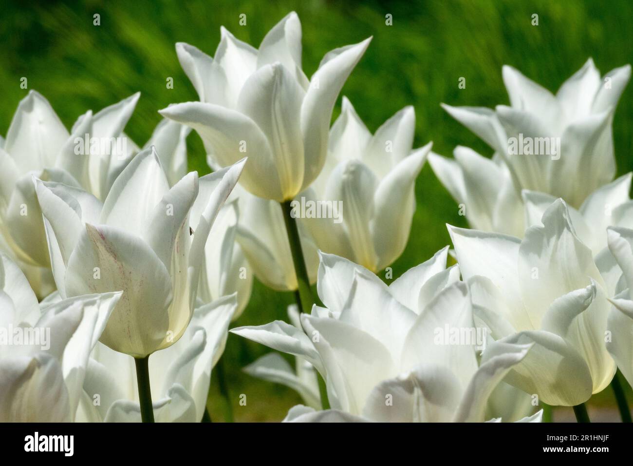 Tulip 'White Triumphator', Tulips, White, Tulipa 'White Triumphator' Stock Photo